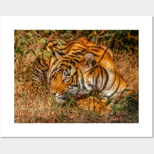 Wild Bengal Tiger Posters and Art